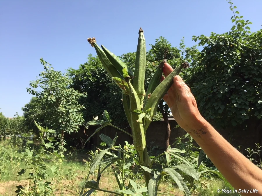 Heirloom bhindi pods producing many seeds